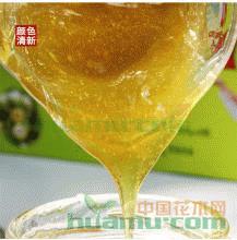 苍溪红心猕猴桃苗