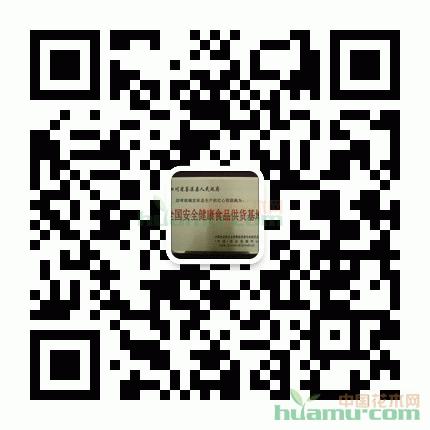 苍溪红心猕猴桃苗