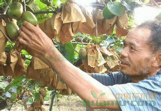 苍溪红心猕猴桃苗