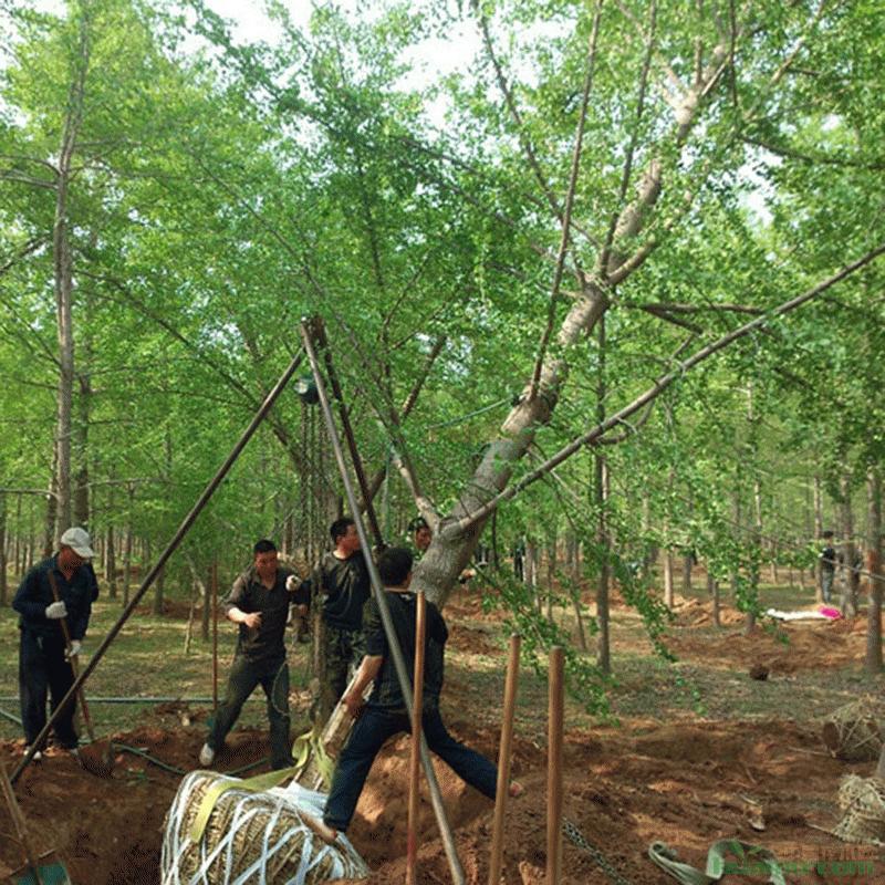 【米胸径25公分银杏树一级好树形】高度