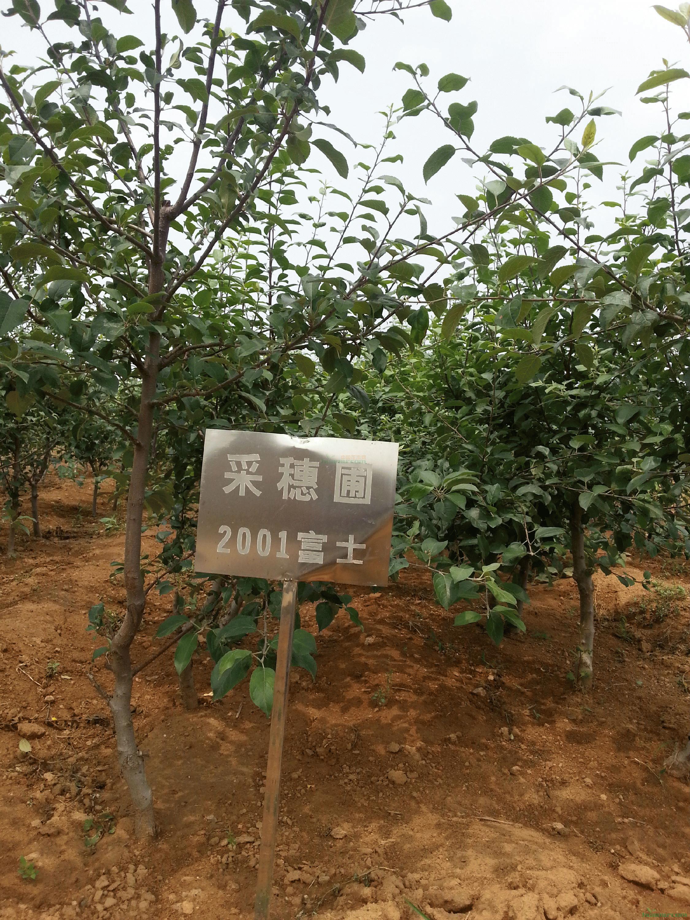采穗