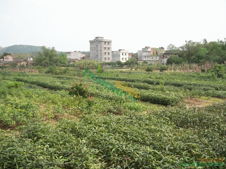 【台湾爱文芒果苗批发 云南各类芒果苗批发 果