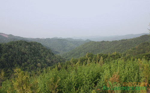 投资林业建设.jpg