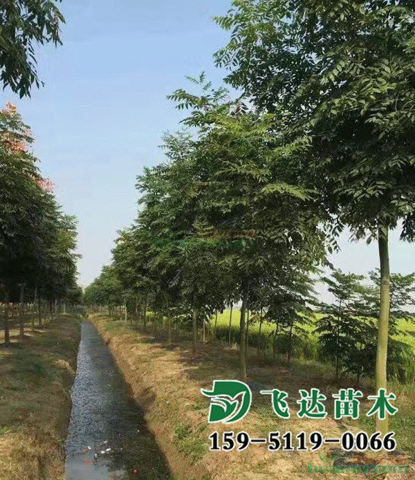 栾树根系发达图片实拍