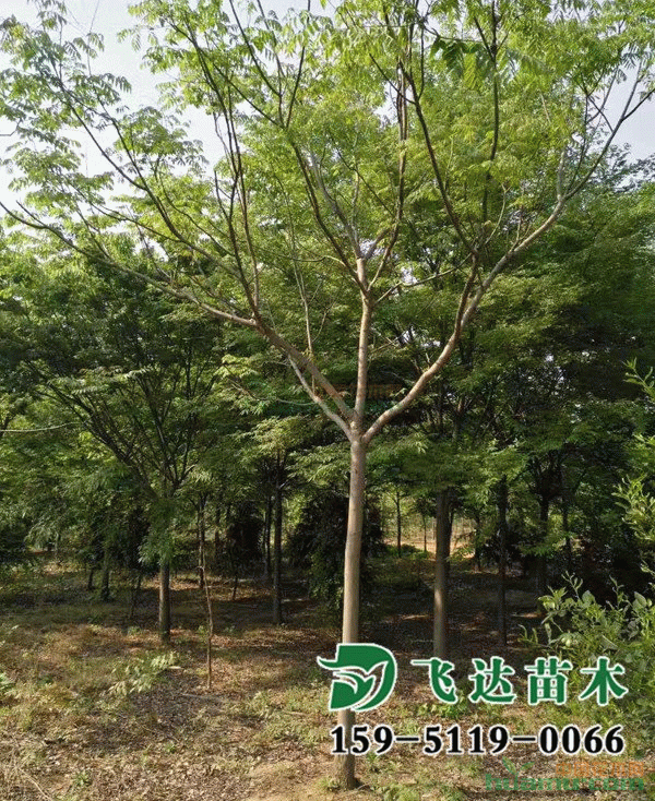 栾树苗圃图片实拍