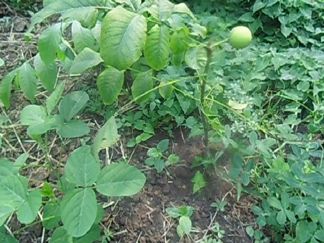 DSCI0699.JPG