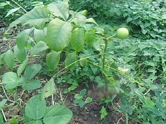 DSCI0695.JPG