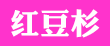 红豆杉16
