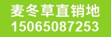 麦冬草 麦冬草直销地