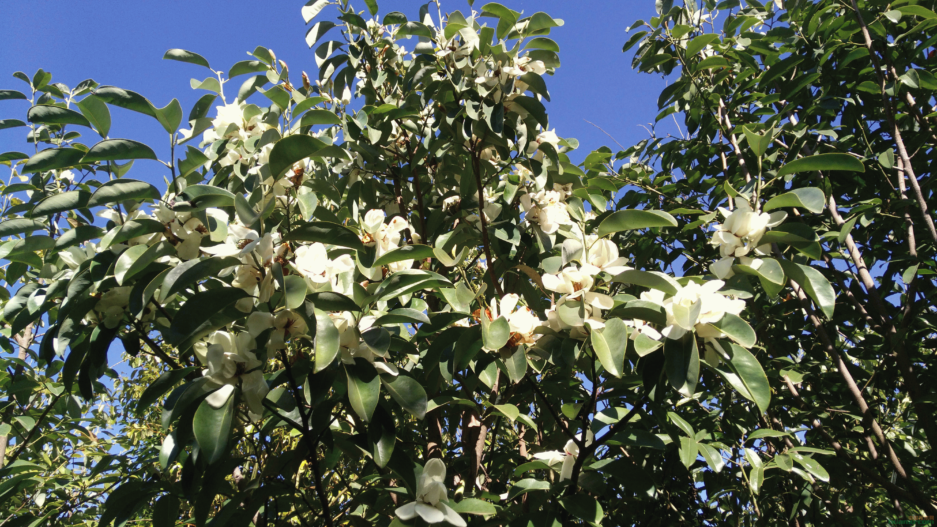 分类:绿化苗木 常绿乔木 醉香含笑