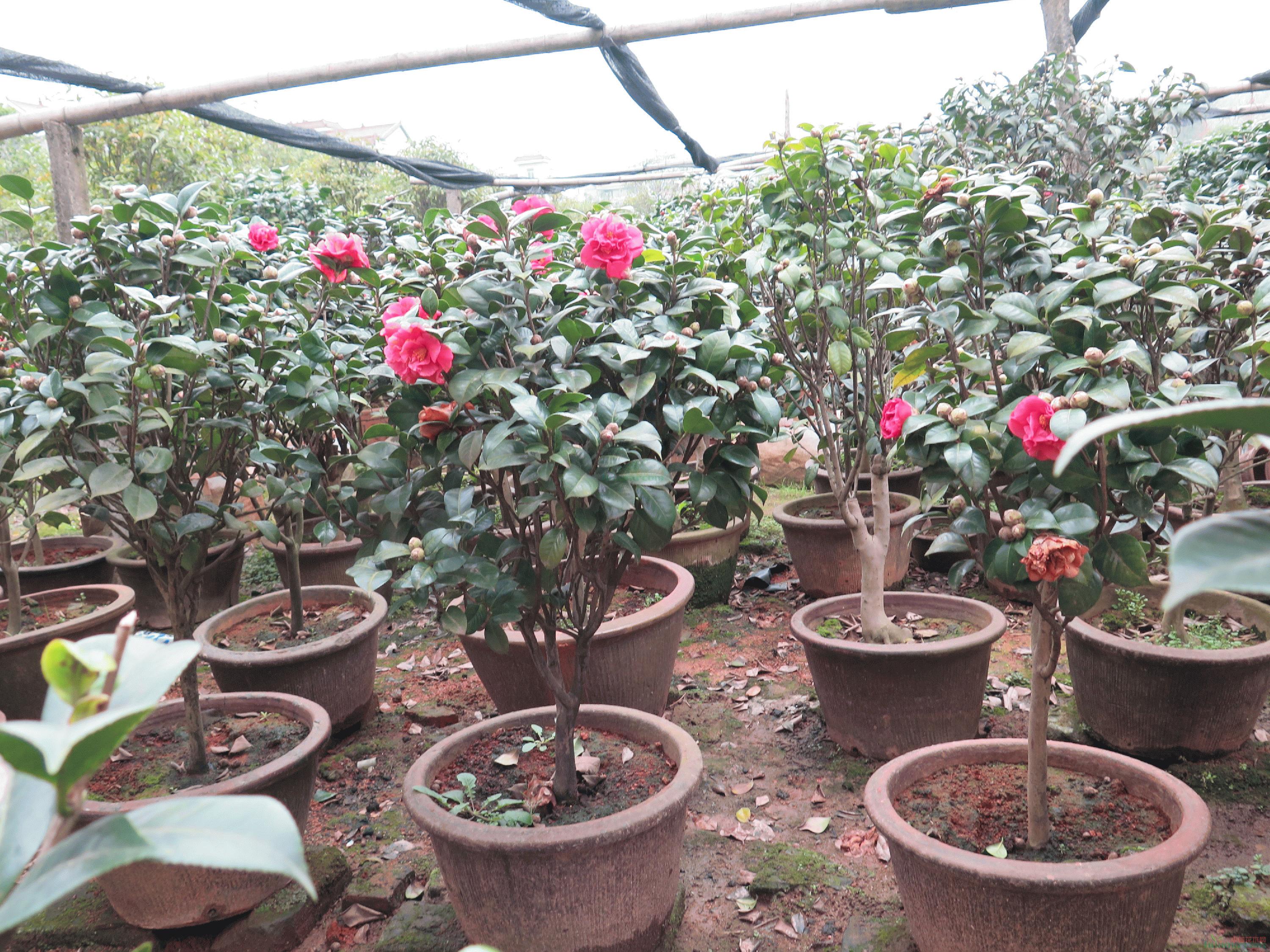 【茶花 油茶树嫁接山茶花全国服务中心】冠幅55厘米地径3厘米米径2