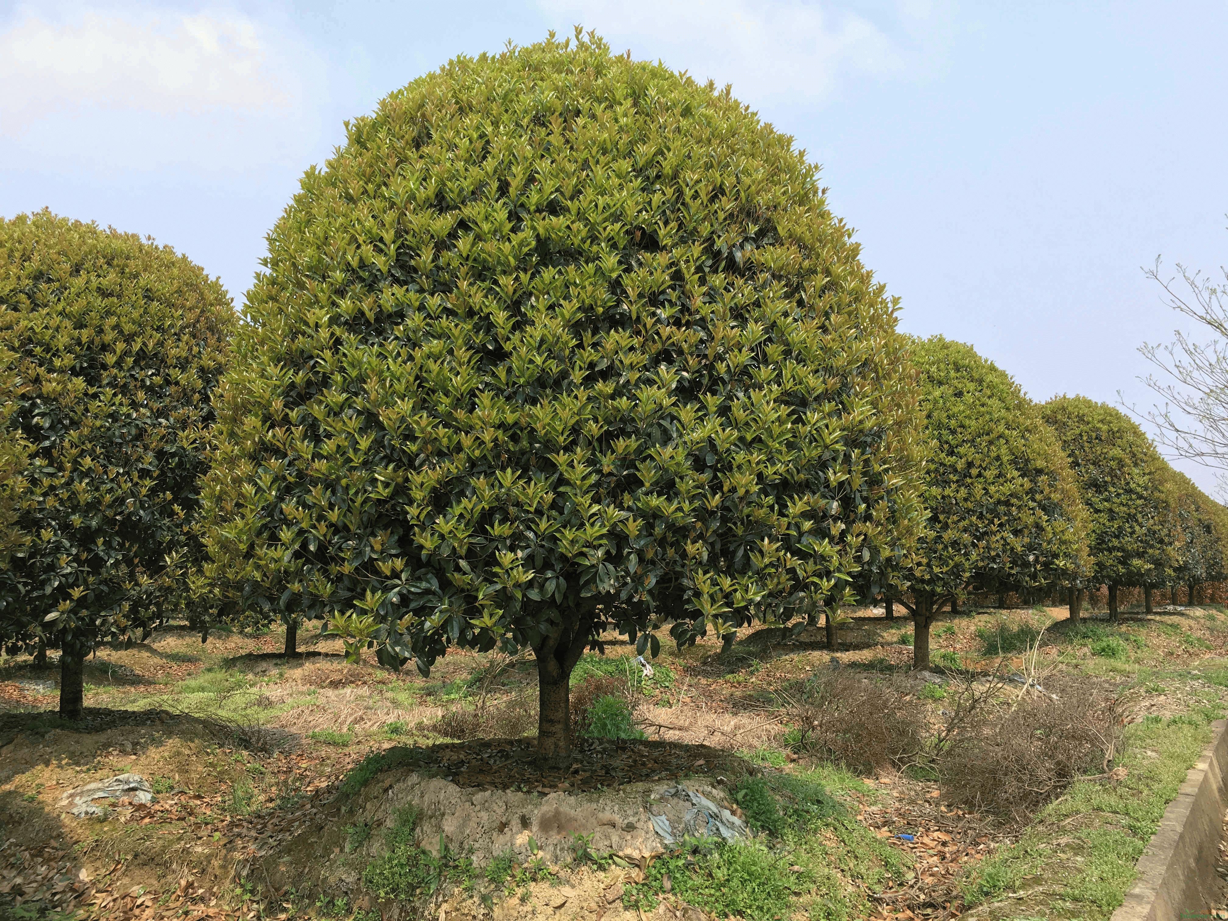 精品造型桂花(圆锥形草莓形蘑菇形)基地欢迎实地考察