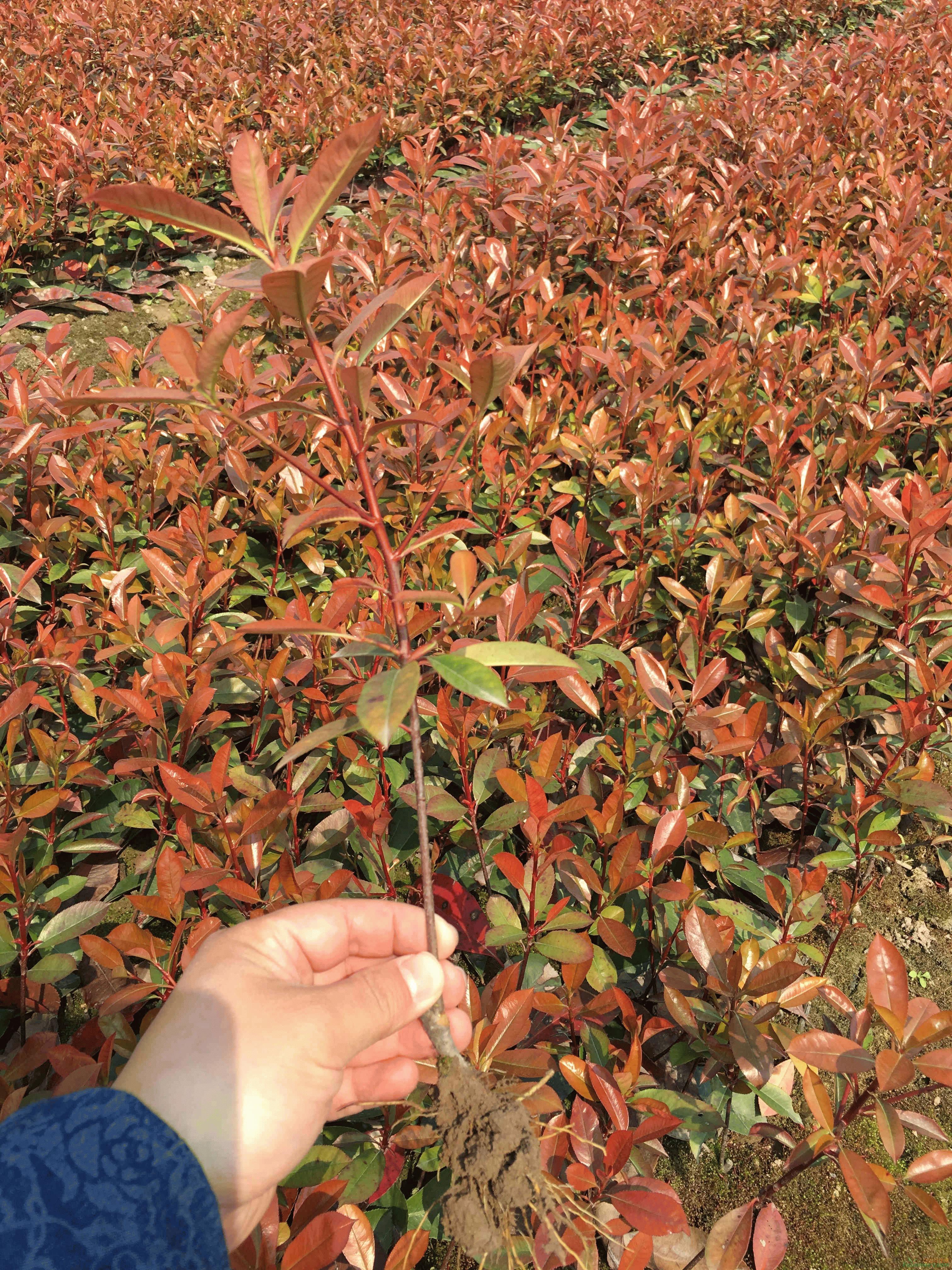 红叶石楠色块小杯大杯特大杯扦插苗地栽苗各规格