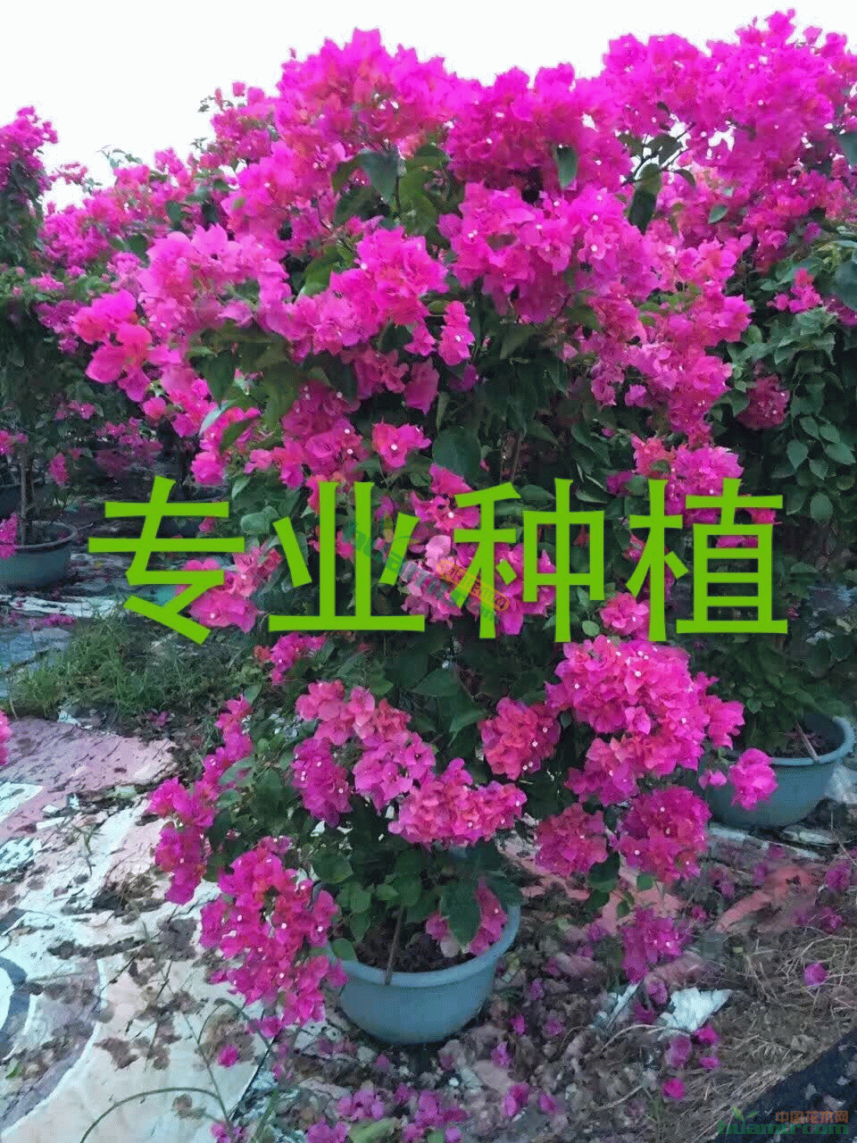 201609281112428639.jpg