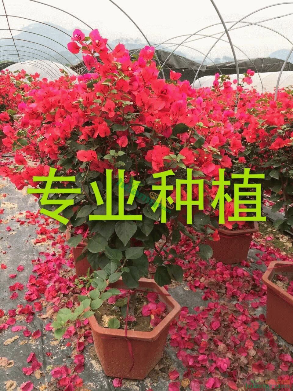 201609281121216292.jpg