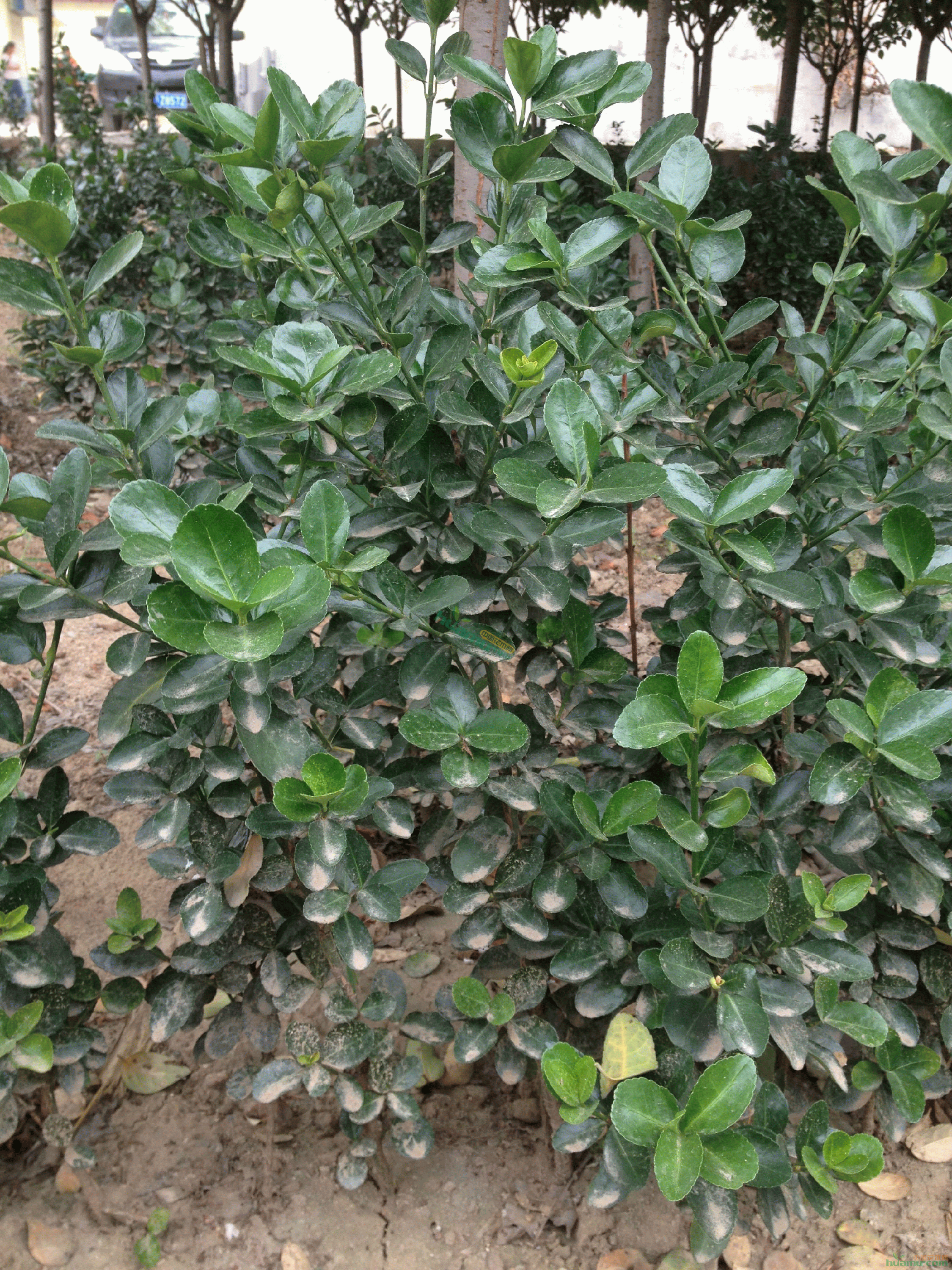 山东冬青小苗 50公分以上青杨树苗