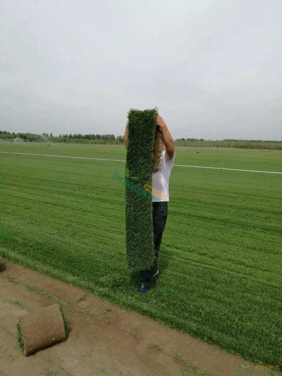 【草坪,矮生四季青草坪】平方1其它草坪价格_图片_行情_报价 - 中国