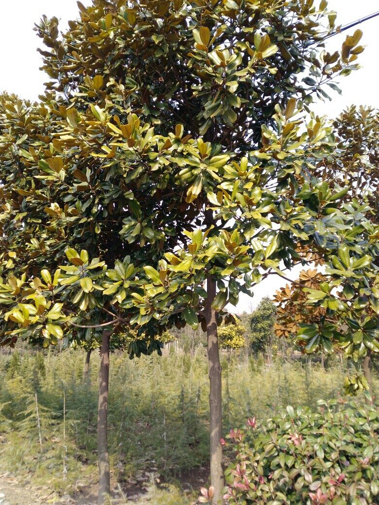 【广玉兰】高度600厘米米径10厘米冠幅3厘米广玉兰价格_图片_行情